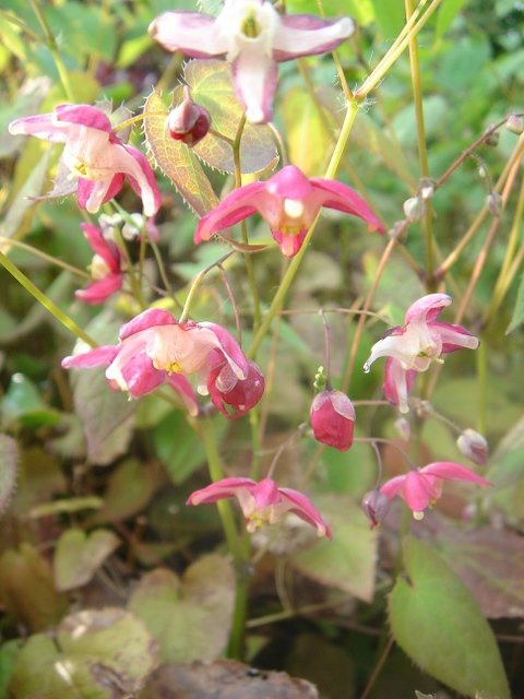 Epimedium x rubrum